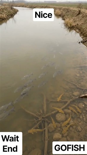 Amazing Fish Swimming in Clear River Water 🐟🌊 | Beautiful Underwater View