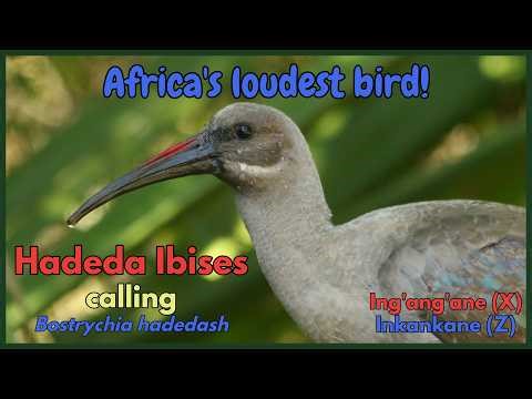Hadeda Ibises calling - the loudest bird in Africa!
