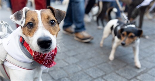 El Gobierno ofrecerá veterinario gratis o a bajo coste para los animales con dueños en situación de vulnerabilidad: “No se restringe a perros y gatos”