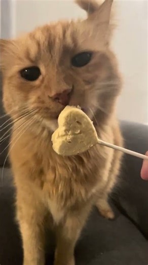 Cat eating lollipop #cat #asmr #funnyanimals #pet #pets