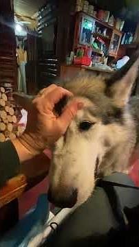 Malamute Life As Normal Family Log Cabin Retreat Visit #malamutelovers