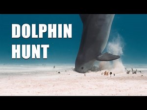 Bottlenose Dolphin on the Hunt in Bimini, The Bahamas