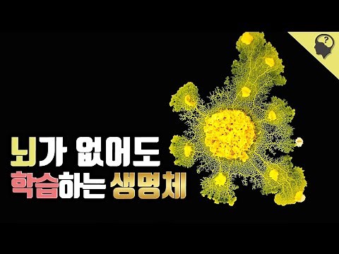 뇌는 없지만 정확한 판단력과 기억력을 가진 '황색망사점균'