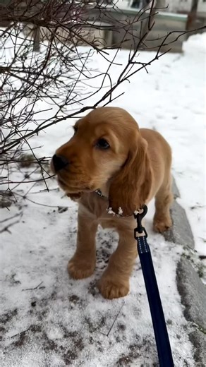Cocker Spaniel Planet ™ on Instagram: "🐮🧡 @cockerr.charlie . . . #puppy #cockerspanielsofinstagram #fyp #dogsofinstagram cute"