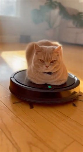 Roomba Cat! 🐈🤖掃除機を乗りこなす猫が可愛すぎる #cat #roomba #funnycat #lazycat #catvideo #ねこ #ルンバ #ロボット