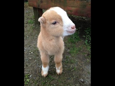 "Rebel Yell" (Keyboard), by Billy Idol