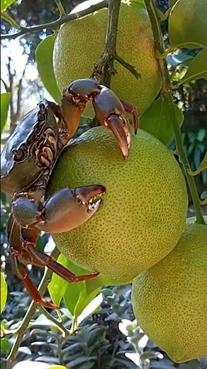 Crab eating It comes to eat oranges