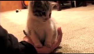 The Cutest Cat In The Entire World