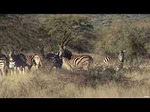 Zebra Hunting in Africa