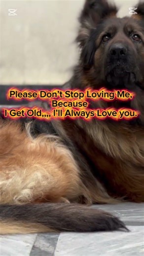 Old Dogs Deserve Love Too ❤️ | Stay Loyal to Your Best Friend
