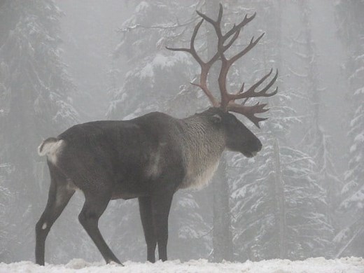 12 Places You're Most Likely to See Wild Elk in Pennsylvania This Winter