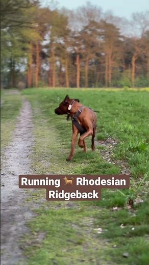 Running Rhodesian Ridgeback 🐕✨