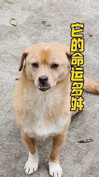 。今天来聊聊龅牙的故事。 #流浪狗 #饲养员日常 #流浪动物救助 #pets #狗狗 #寵物友善日常