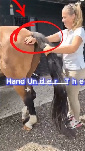 How To Clip Your Horses Tail Like A Pro! #horses #shorts #asmr