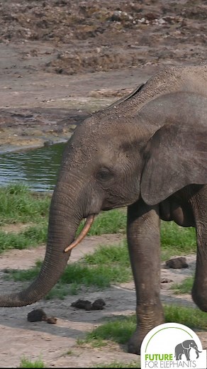 🐘💚🌳 Proud forest elephant mother with her newborn baby! #babyelephantsarethecutest #forestelephant #forestelephantbaby #freshborn #joy #worthmorealive #futureforelephants | Future for Elephants e.V.