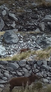 2.3K views · 42 reactions | Following an eventful alpine hunt in the...