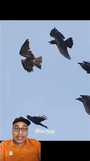 pertarungan elang dan gagak #burung #lovebirdpaud #kicaumania #birds #bird #elang #eagle #elang #ff