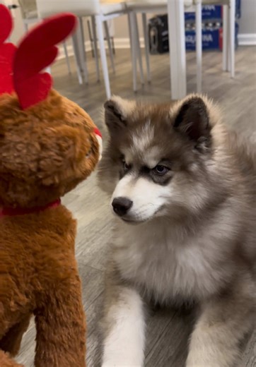 Regalo de Navidad 🎄 #babydog #parati #babyhusky #siberianhusky #dogs