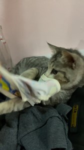 Paano maghubad ang isang Gucci. 🤭😆😆😆 #CatsofInstagram | CAThography