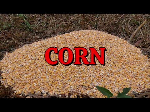 I Left BIG Pile of CORN in Woods. Trail Camera Caught This