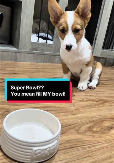 Corgi Goes Crazy for Food During the Super Bowl