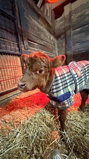 It’s a new year! Make your life easier and AutoShip today! Get 25% off Cox Vet Labs products when you AutoShip 👏 | Big Dee's Tack & Vet Supplies