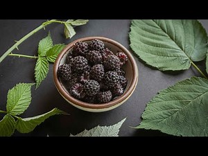 Foraging and Cooking Black Raspberries or Black Cap Berries
