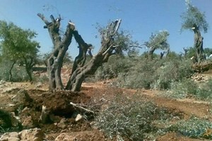 About 55 olive trees cut down in occupied Afrin