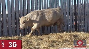 BOB Charolais Annual "Bring on the Bulls" Charolais Bull Sale videos are now posted! Check out these bulls to sell on February 24th https://cattlevids.ca/2020/bobcharolais2020.html | Cattlevids