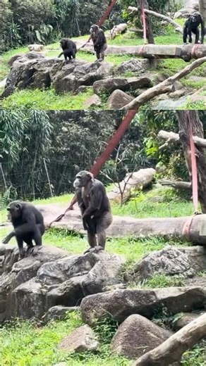Chimpanzee Keeper Talk - Singapore Zoo #D9INE