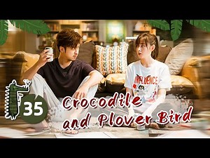 【ENG SUB】💚Crocodile and Plover Bird EP35 |Bolin Chen| 鳄鱼与牙签鸟