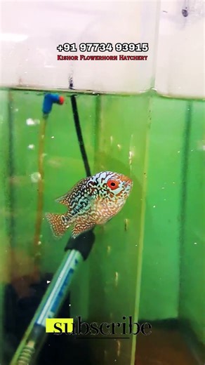 🐠✨Premium Quality Imported Flowerhorn Headpop Babies | Available Now in Chembur Mumbai 🐠✨ #shorts