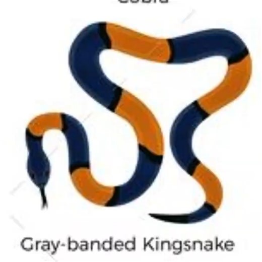 This Snake Looks Dangerous... But Wait Till You Hear the Truth 😳🐍