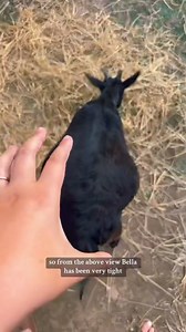 Bella, don’t play games with my mind🤣🐐 | Katie Van Slyke