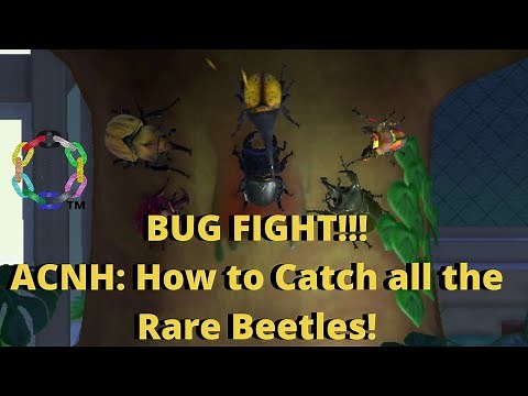 ACNH: All Rare Beetles Guide!