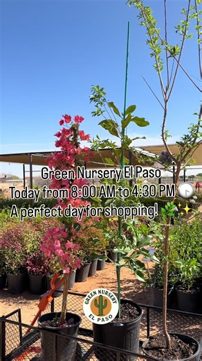 Green Nursery El Paso 🌿 Plants, trees, cacti, and much more! 📍 4005 Century Dr, El Paso, TX, 79938 📞 1 (915) 300-5154 Mon–Fri: 8:00 AM – 4:30 PM Saturday: 8:00 AM – 4:00 PM Sunday: 9:00 AM - 3:00 PM 🚚 Delivery available #elpasoplants #elpasonursery #elpaso