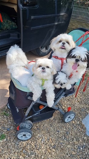 Shih Tzu family, heart-melting alert ❤️