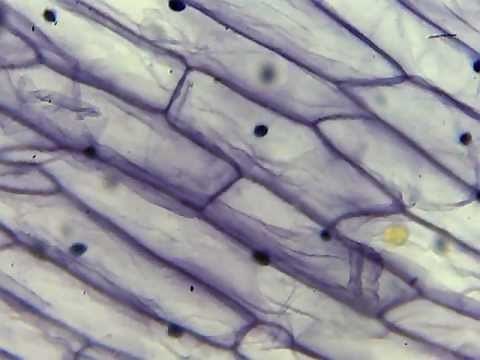 Onion Skin Epidermis Sample under microscope 4x,10x Magnification