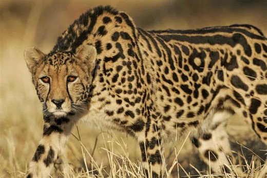 Why These 4 Cheetahs Walked Away From a Tiny Serval After Just 20 Seconds
