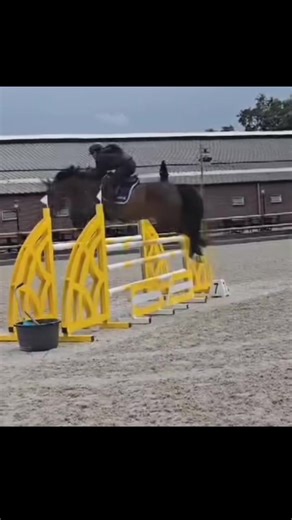 Training Techniques for Show Jumping Horses