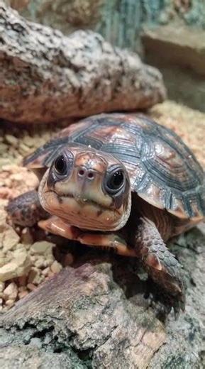 A Tiny Turtle Moving Slowly: The Beauty of Patience in Nature