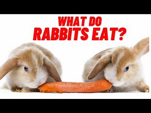 what do rabbits eat? what herbs can rabbits eat?