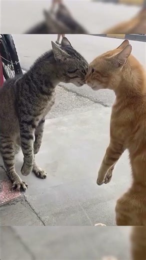 random kucing lucu bikin ngakak #kucing #kucinglucu #cat #funnycats