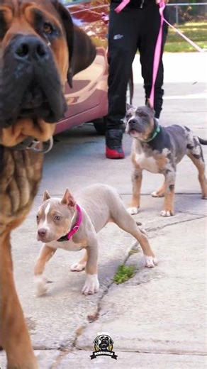 Your Dogs Act Like They Want Some Smoke #boerboels #protectiondogs #bigdogs