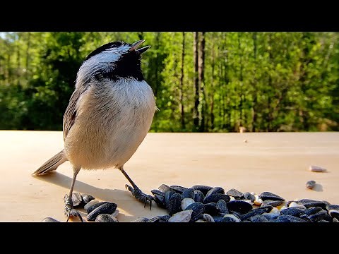 The Adorable Sounds of Carolina Chickadees Will Melt Your Heart!