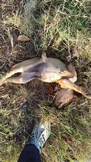 only solar project me enjoy 🐕 bhai