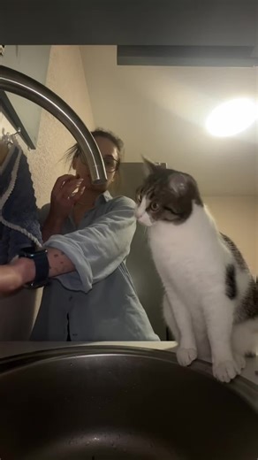 Confused Cat Moments That Will Make You Laugh