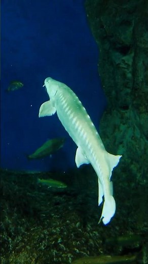 🐟️サケのふるさと千歳水族館🫧🐟️ 川の中を観察出来る水中観察窓があります！多種の魚が泳いでいました #千歳水族館 #サケ #チョウザメ#鮭 #aquarium #川 #shorts #癒し