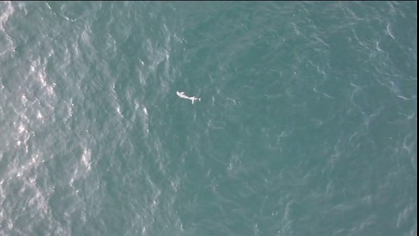 Narrow-ridged finless porpoises are more social than assumed, study finds