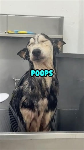 Huskies Are So Dramatic 😤🙄#funnyanimals #talkingdog
